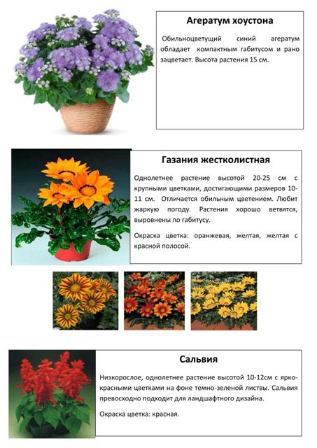 Цветы 1