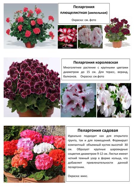 Цветы 11