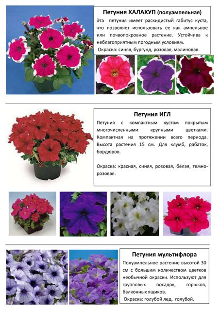 Цветы 12
