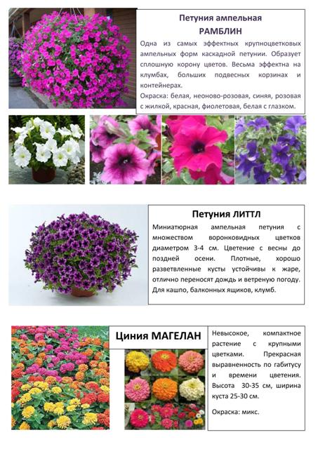 Цветы 14
