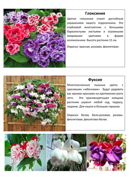 Цветы 15