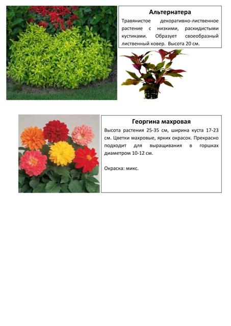Цветы 16