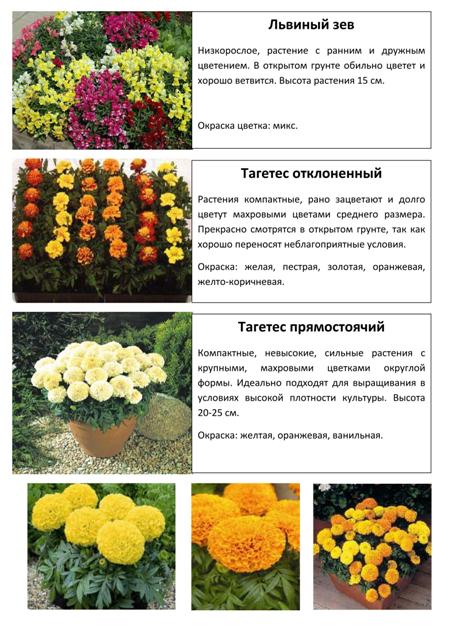 Цветы 2