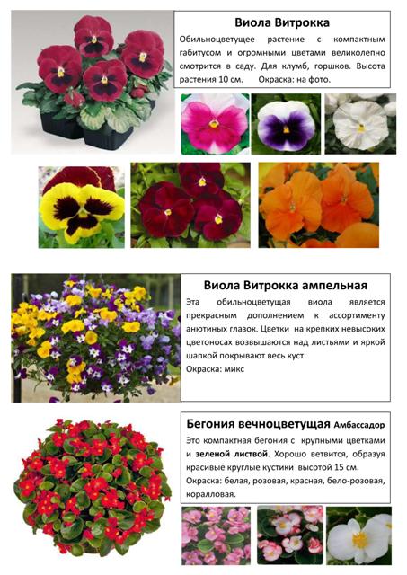 Цветы 3