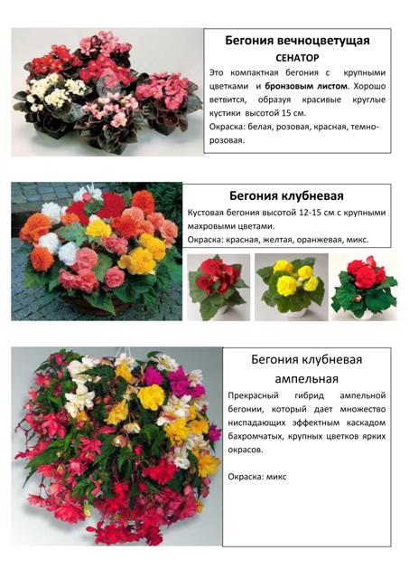 Цветы 4