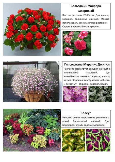 Цветы 7