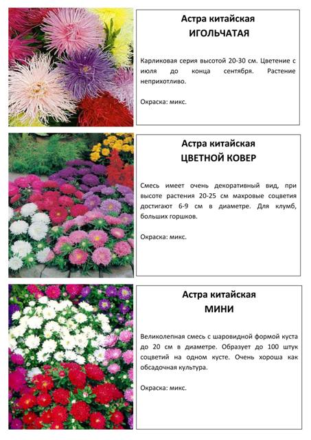 Цветы 8