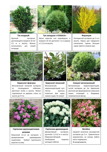 Хвойные и декоративно-лиственные 3