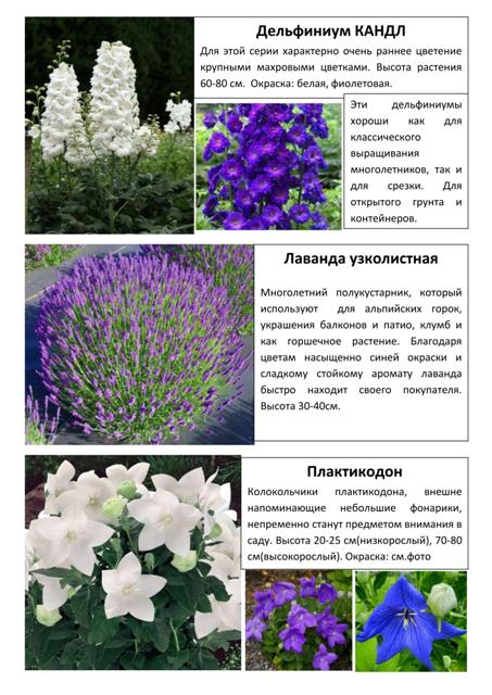 Многолетние растения 2