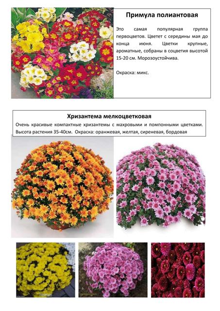Многолетние растения 4