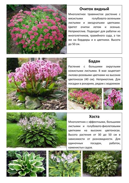 Многолетние растения 5