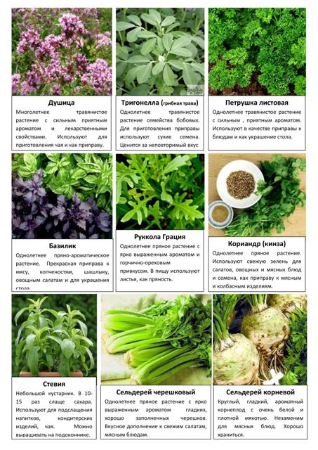 Овощные и пряные культуры 10