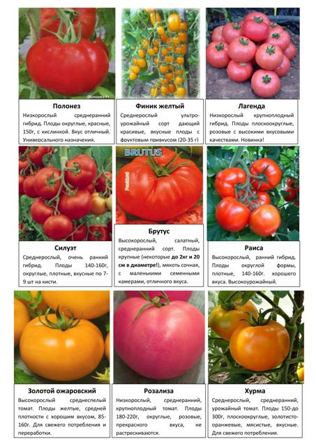 Овощные и пряные культуры 3