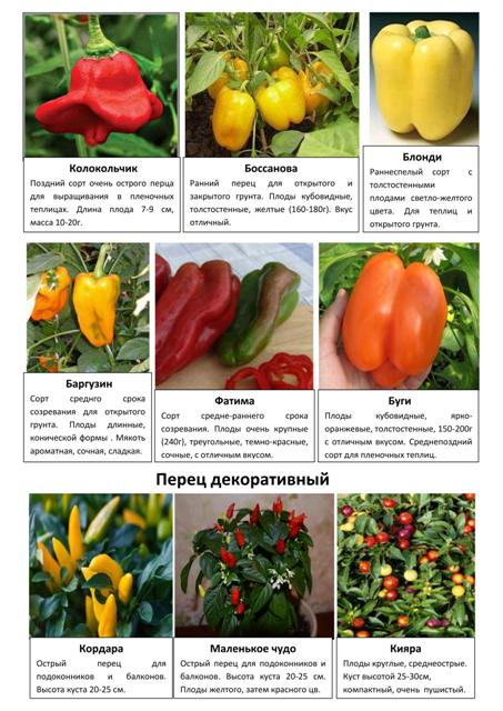 Овощные и пряные культуры 6