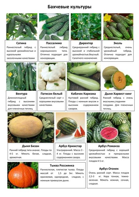 Овощные и пряные культуры 7