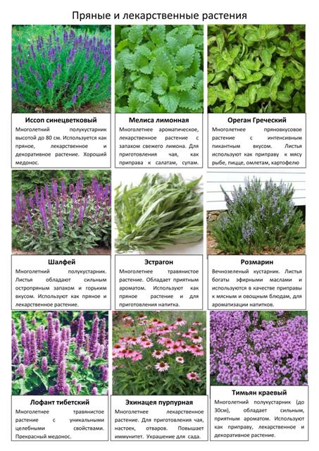 Овощные и пряные культуры 9