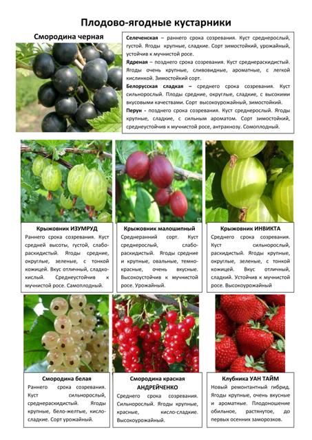 Плодово-ягодные кустарники 1