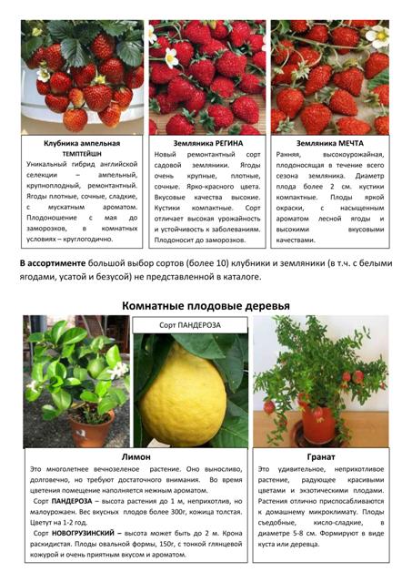 Плодово-ягодные кустарники 2