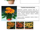 Цветы 1