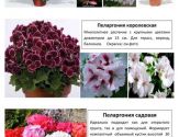 Цветы 11