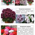 Цветы 11