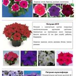 Цветы 12