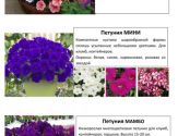 Цветы 13