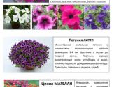 Цветы 14