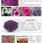 Цветы 14