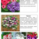 Цветы 15