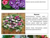 Цветы 15