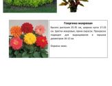 Цветы 16