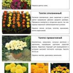 Цветы 2