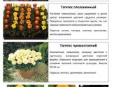 Цветы 2