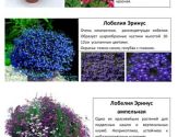 Цветы 5