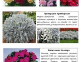 Цветы 6