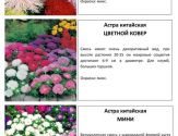 Цветы 8