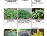 Хвойные и декоративно-лиственные 2