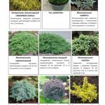 Хвойные и декоративно-лиственные 2
