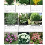 Хвойные и декоративно-лиственные 3