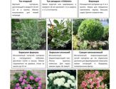 Хвойные и декоративно-лиственные 3