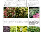 Хвойные и декоративно-лиственные 4