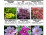 Хвойные и декоративно-лиственные 5