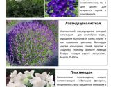 Многолетние растения 2