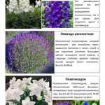 Многолетние растения 2