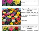 Многолетние растения 3