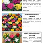 Многолетние растения 3