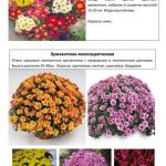 Многолетние растения 4