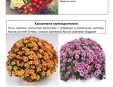 Многолетние растения 4