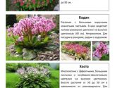Многолетние растения 5